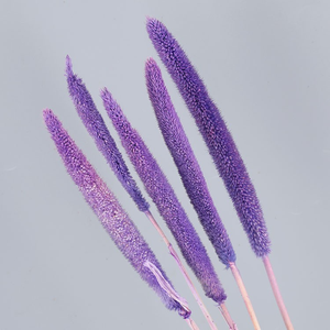 Vendedor caliente Flores decorativas Palos de perlas secas Flores secas para el hogar/Decoración DE BODA Palos de perlas - Product Image 4