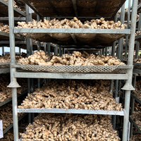 Gingembre Kakuro en vrac, gingembre frais séché, racine de gingembre, exportation en gros, prix compétitif, directement du fournisseur chinois, Gingembre