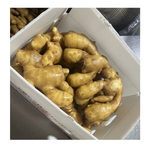 Bumbu panas jahe segar organik kualitas tinggi tersedia Harga murah dengan berbagai jumlah - Product Image 5