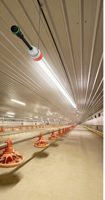 Éclairage pour poulailler, LED T8 4 pieds 18W IP67 sans scintillement, gradation 0-100%, rouge + blanc 2700K-6500K