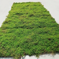 K179 Mur végétal artificiel en fausse mousse verte pour décoration de jardin, panneau mural en fausse mousse, tapis de plantes, moquette en mousse artificielle pour la décoration