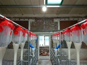 Automatic Pig Feed Line System For Hog <b>Farm</b> Livestock Feeding Equipment - Product Image 5