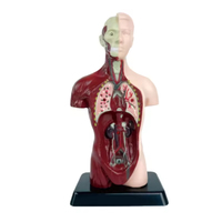 Modèle de corps humain réaliste pour démonstration en classe de sciences, outil pédagogique, modèle d'anatomie humaine à monter soi-même