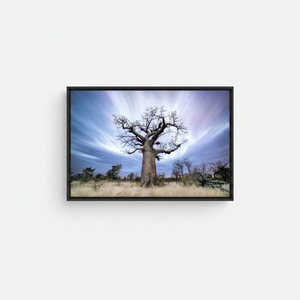 Baobab Tree <b>Canvas</b> Print: African Nature Landscape Decor,BLACK <b>FRAMED</b> <b>CANVAS</b> - Product Image 2