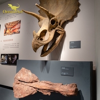 Réplique fossile de dinosaure réel d'art océanique et os de squelette de dinosaure