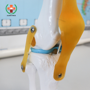 SY-N005 3D funcional <span class=keywords><strong>de</strong></span> <span class=keywords><strong>la</strong></span> articulación <span class=keywords><strong>de</strong></span> <span class=keywords><strong>la</strong></span> <span class=keywords><strong>rodilla</strong></span> modelo con fémur tibia y peroné meniscos y rótula - Product Image 6