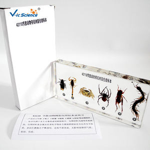 Arthropod-especímenes de resina orgánica incrustados, para educación escolar - Product Image 5