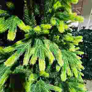 Nouvel arbre de Noël vert en PE crypté cryptégré mélangé à du PVC écologique, décoration festive - Product Image 4