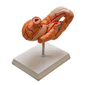 Modelo de estómago humano con vasos esofágicos Duodeno Páncreas y <span class=keywords><strong>nervios</strong></span> - Product Image 6