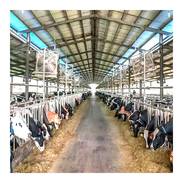 Prefab Steel Structure Dairy Cow Shed Sheep Barn Farm Prefabricated Steel Structure Farm
