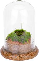Vase de table moderne DIY Terrarium en verre à base de dôme personnalisé Micro paysage écologique Plantes succulentes Mousse Intérieur Maison