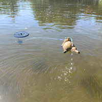 Nouvelles statues de capybara en résine artificielle Art Déco faites à la main, fontaine d'eau solaire d'extérieur, ornements de jardin, marque LIFA