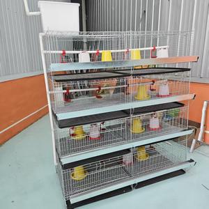 กรงเลี้ยงลูกไก่ 4 ชั้น แบบจุ่มสังกะสีร้อน ผลิตในจีน พร้อมระบบน้ำดื่มอัตโนมัติ - Product Image 1