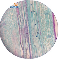 Ensembles de lames de spécimen en verre de microscope scolaire pour les projets d'éducation en zoologie et en histologie de l'entomologie botanique