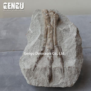 حفريات عظمية ديناصور غاسوسورس هيكل عظمي لديناصور معدني داخلي لمراكز التسوق والمطارات ومراكز الرعاية النهارية ومدارس رياض الأطفال - Product Image 5