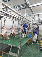 Ligne d'abattage complète pour moutons, équipement d'abattoir halal pour agneaux avec machine d'abattage pour chèvres