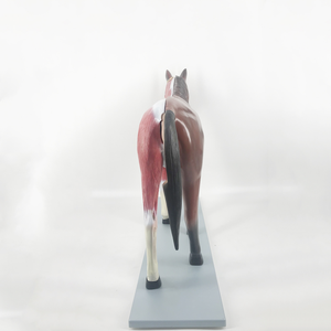 Modèle d'anatomie de cheval B030 - Product Image 5