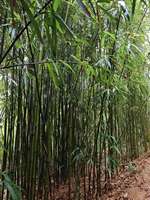 Valla de Bambú Ecológica para Decoración de Jardín