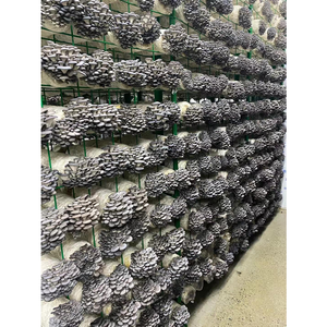 Mobile Mushroom <b>Cultivation</b> Rack Carbon Steel Shelf Mushroom Farming Industrial Equipment - Product Image 2
