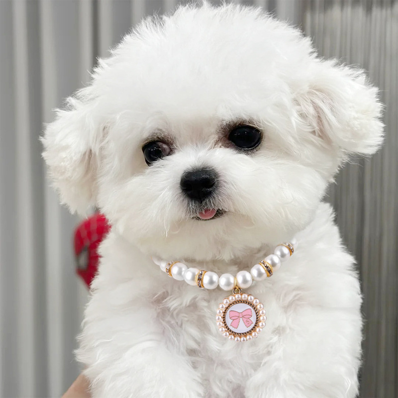 Luxury Teddy Puppy and Cat Pet
