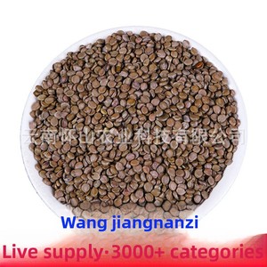 Wangjiangnanzi, gran volumen, venta al por mayor, descuento, semillas de puerta para matar serpientes procesadas secas, Yunnan, espalda fría, especias individuales, hierbas - Product Image 4