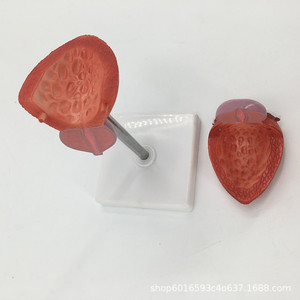 Modèle médical de vessie, modèle du système urinaire, modèle de structure transversale de la vessie, modèle pédagogique de la structure urinaire - Product Image 5