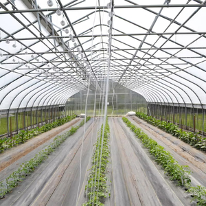 <span class=keywords><strong>Serre</strong></span> tunnel simple en film PE pour la culture de tomates avec structure en tubes d'acier, largeur personnalisable, couverture plastique agricole - Product Image 3