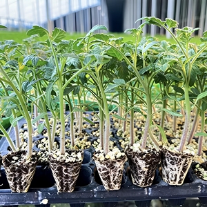 Thickened Flexible Fold-resistant <strong>PVC</strong> Seedling <strong>Tray</strong>, for Mass <strong>Flower</strong> Seedling Propagation. - Product Image 5