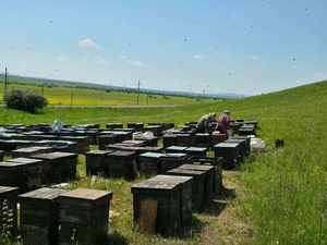 Miel de Abeja Natural BEESTAR, Venta Directa de Fábrica, en Envases de Polietileno, al Mejor Precio para Repostería o Postres - Product Image 5