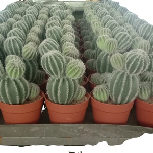 Xương Rồng Trong Chậu 20x18x36cm - Product Image 1