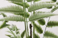 Plante Artificielle Polystichum Acanthophyllum Blanc Gree Couleur Soie Tissu Feuilles Palmier Décoration Intérieure Simulation Bonsaï
