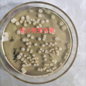 ผงปุ๋ยจุลินทรีย์ Bacillus Pumilus จากโรงงานช่วยเพิ่มธาตุอาหารในดินส่งเสริมการเจริญเติบโตของพืชช้าปล่อยให้ต้นมะกอก - Product Image 2