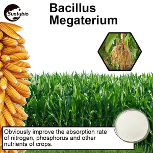 Высококачественный сельскохозяйственный пробиотик Bacillus Megaterium для улучшения почвы