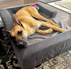 Luxus beruhigender ortho pä discher Gedächtnis schaum Große Hunde betten Benutzer definiertes Haustier Hund Katzen bett Wasserdicht abnehmbare Abdeckung Anti-Rutsch-Boden OEM/ODM - Product Image 4