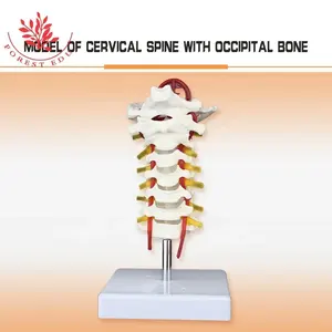 Wervelkolom Model Levensgroot 7 Halswervels Occipitale Botmodel Prothese Medische Halswervel Menselijk Anatomisch Model - Product Image 3
