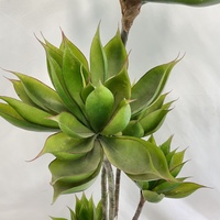 Plantes succulentes artificielles vivantes de haute qualité Bordure Agave Lotus Plantes en plastique en pot pour la décoration intérieure et extérieure-Vente en gros