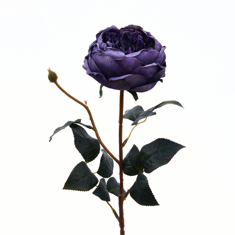 Viola