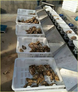 Trieuse industrielle de poids d'écrevisses/Machine de classement Yabbies/Machine de pesage de crabe - Product Image 5