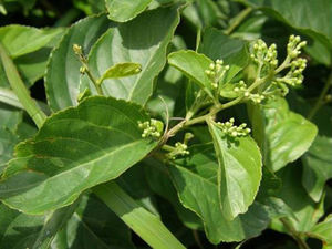 Экстракт Tripterygium Wilfordii в порошке 10:1, экстракт лозы Бога Грома - Product Image 2