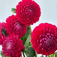 DLF001 Fleurs artificielles Dahlia à toucher réel, hydratantes, fleurs roses pour mariage et décoration intérieure