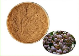 Nuovo fornitura Naturl fruttus Lucidum estratto in polvere Ligustri <span class=keywords><strong>Lucidi</strong></span> Ligustrum estratto in polvere - Product Image 2