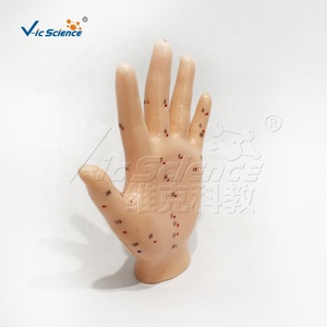 13cm tay mô hình châm cứu cho khoa học y tế ứng dụng mô hình châm cứu cơ thể con người - Product Image 6