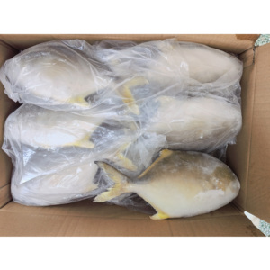 Nueva llegada Premium Golden Pompano Venta al por mayor Exportación Farm Criado Golden Pomfret Fish - Product Image 2