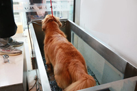 Equipo de hidroterapia para mascotas C480-Cinta de correr subacuática para entrenamiento de recuperación y fitness canino