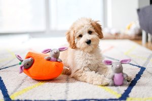 Jouets en peluche pour animaux de compagnie, nouveau mignon lapin de ferme Pals Burrow interactif couinant cacher et chercher jouet pour chien en peluche jouets en peluche pour animaux de compagnie - Product Image 4