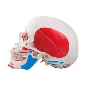 Modelo <span class=keywords><strong>de</strong></span> Cráneo Musculoso Pintado a Tamaño Real con Mandíbula Móvil, Suturas Claras, Herramienta <span class=keywords><strong>de</strong></span> Enseñanza <span class=keywords><strong>de</strong></span> Anatomía Médica para Entrenamiento Escolar - Product Image 4