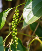 Zwarte peper extract poeder - Zwarte peper supplementen, Piperine supplementen - Vegan & glutenvrij
