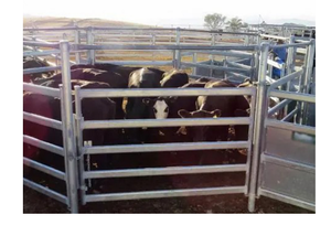 อุปกรณ์ฟาร์มปศุสัตว์ออสเตรเลีย แผงกั้นวัว ประตูคอก แผงคอกเคลื่อนที่ชุบสังกะสี แผงคอกเหล็กกล้าคาร์บอนสำหรับปศุสัตว์ ทันสมัย - Product Image 6