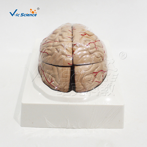 Modèle d'anatomie cérébrale à double hémisphère en PVC avec marquage des vaisseaux, kit pédagogique pour cours de <span class=keywords><strong>neurosciences</strong></span> en faculté de médecine, ressources pédagogiques CE/ISO/ROHS - Product Image 4