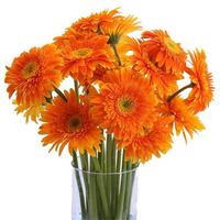 Gerbera Daisy 19 Gerbera Kunming Yunnan Rambut Lurus Alami Buket Festival Qingming Bunga Potong Kuning Putih Grosir
